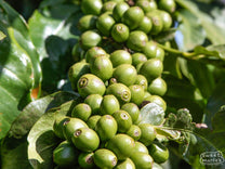 Green coffee cherries crowd the branch of this shrub at a coffee farm in Nyeri (not Nduma).