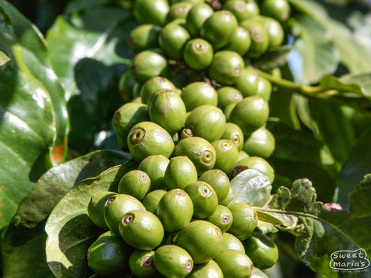 Green coffee cherries crowd the branch of this shrub at a coffee farm in Nyeri (not Nduma).