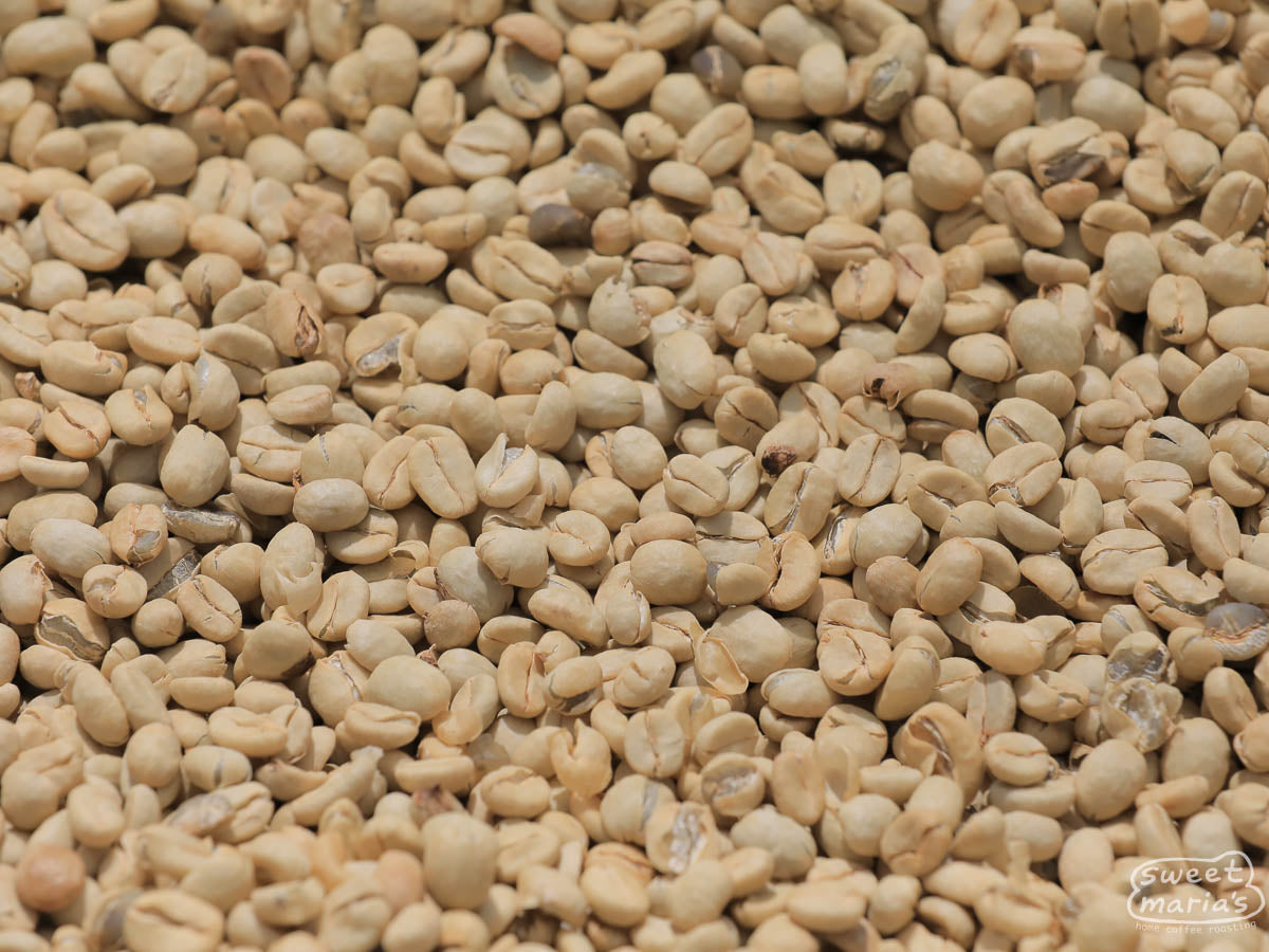 Green coffee, with the thin layer of parchment still intact, dries on raised beds at Kangocho Factory.