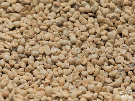 Green coffee, with the thin layer of parchment still intact, dries on raised beds at Kangocho Factory.