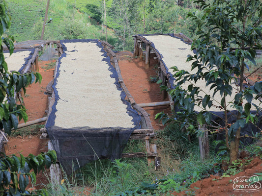 Wood-frame drying tables filled with parchment coffee at the Karatu Farmer's Cooperarive Society in Thika, Kenya.