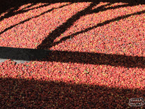 "Parchment Store B" painted on the side of the cool storage building where the dried coffee is kept at Karatu.