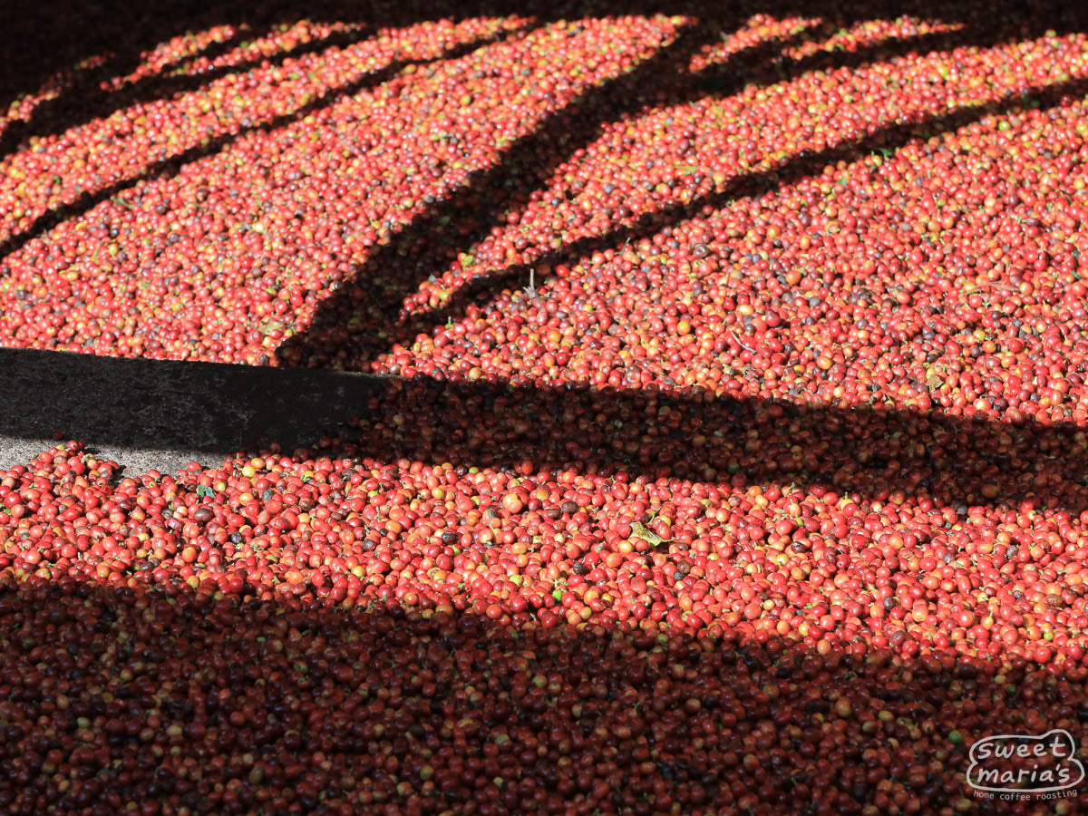 Wood-frame drying tables filled with parchment coffee at the Karatu Farmer's Cooperarive Society in Thika, Kenya.