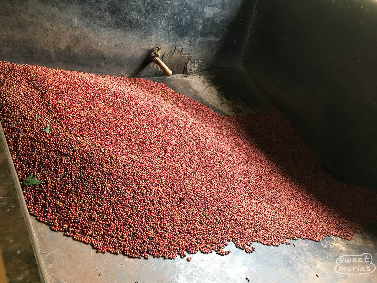 Coffee cherries in a cement hopper before being pulped at an Othaya washing station in Nyeri, Kenya.