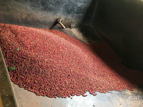 Coffee cherries in a cement hopper before being pulped at an Othaya washing station in Nyeri, Kenya.
