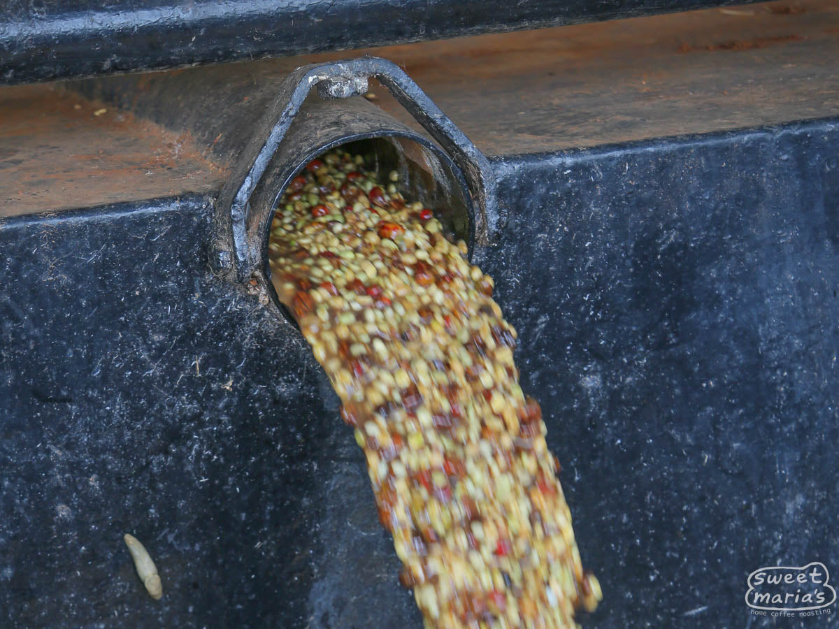Coffee dries in its parchment layer at one of the Othaya Farmers Cooperative Society's milling sites in Nyeri.