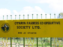 Samples of green coffee organized by wet mill ("Factory") and processing date code at the Othaya FCS. 
