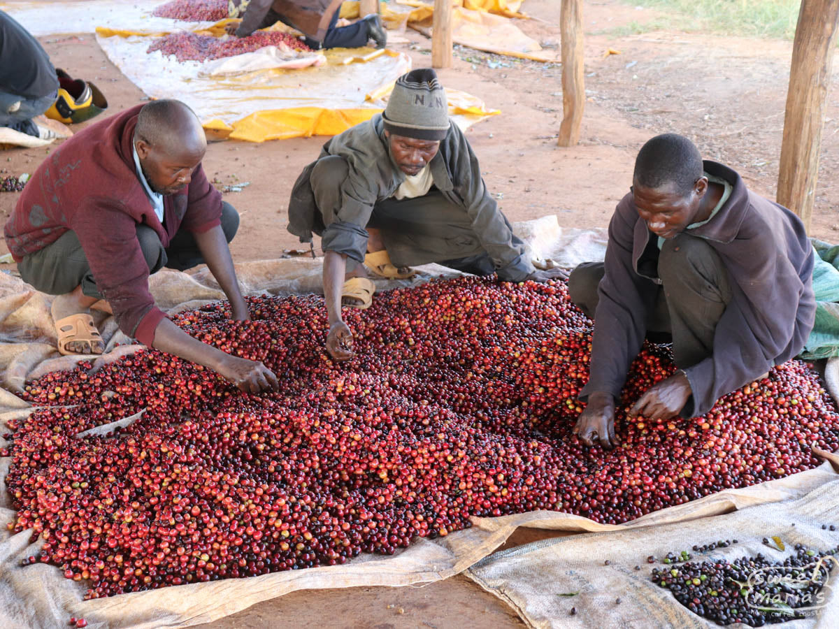  a sister site to Kathakwa under the same farmers cooperative association in Kibugu
