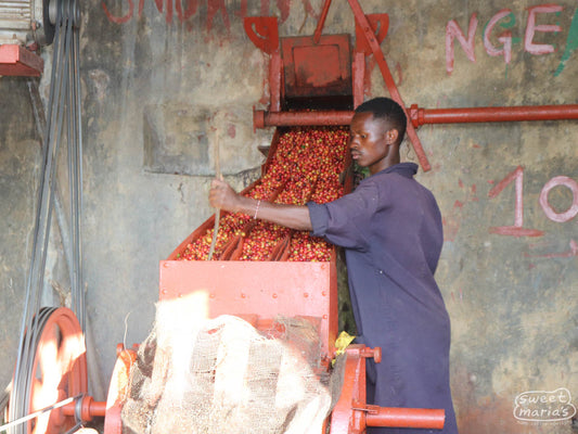 A worker operates the 3-disc depulper used to remove the ripe cherries and fruit from the green coffee seeds. This is at Ngerwe Factory, a sister site to Kathakwa under the same farmers cooperative association in Kibugu, Embu County.