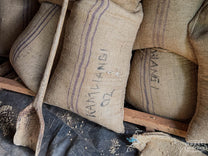 Workers load coffee cherries into the cement hopper that empties into the pulper below. Kamwangi Factory.
