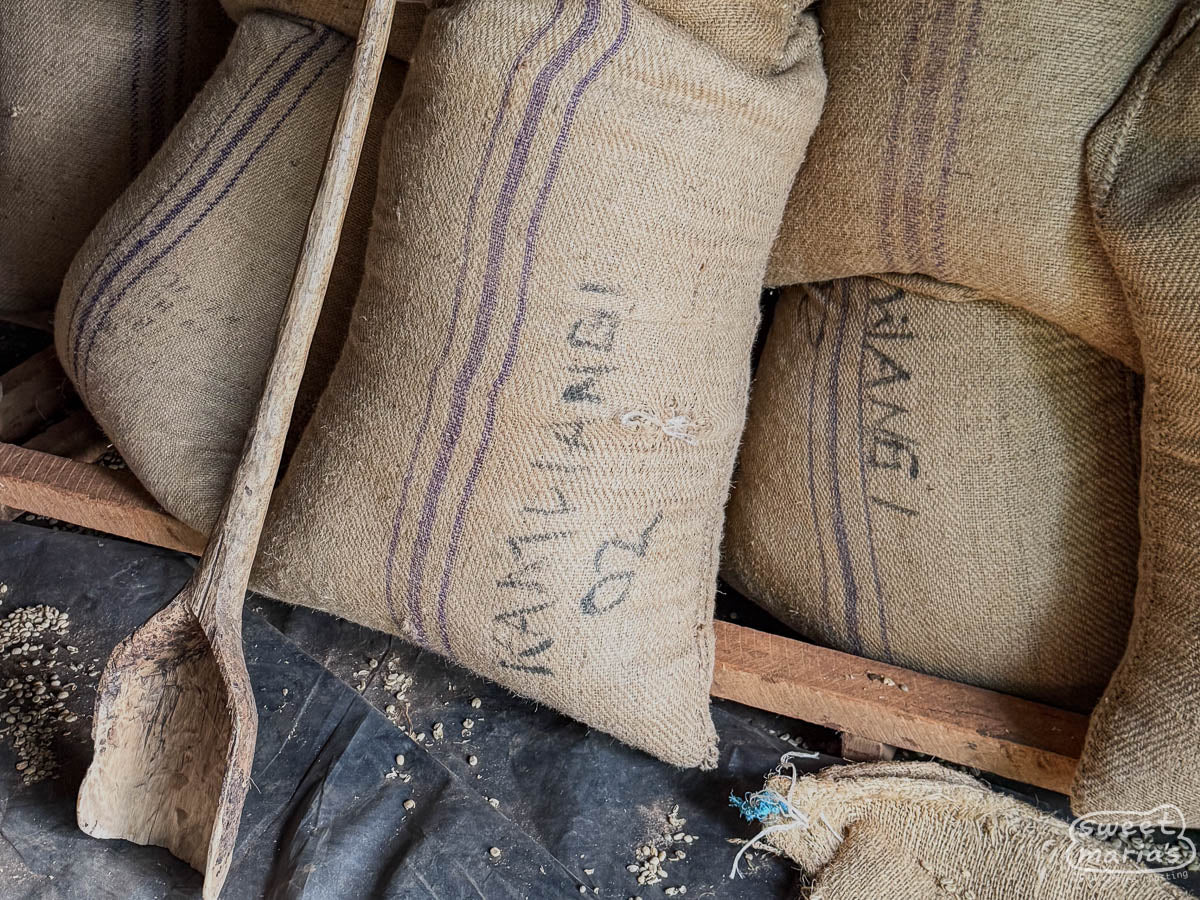Workers load coffee cherries into the cement hopper that empties into the pulper below. Kamwangi Factory.