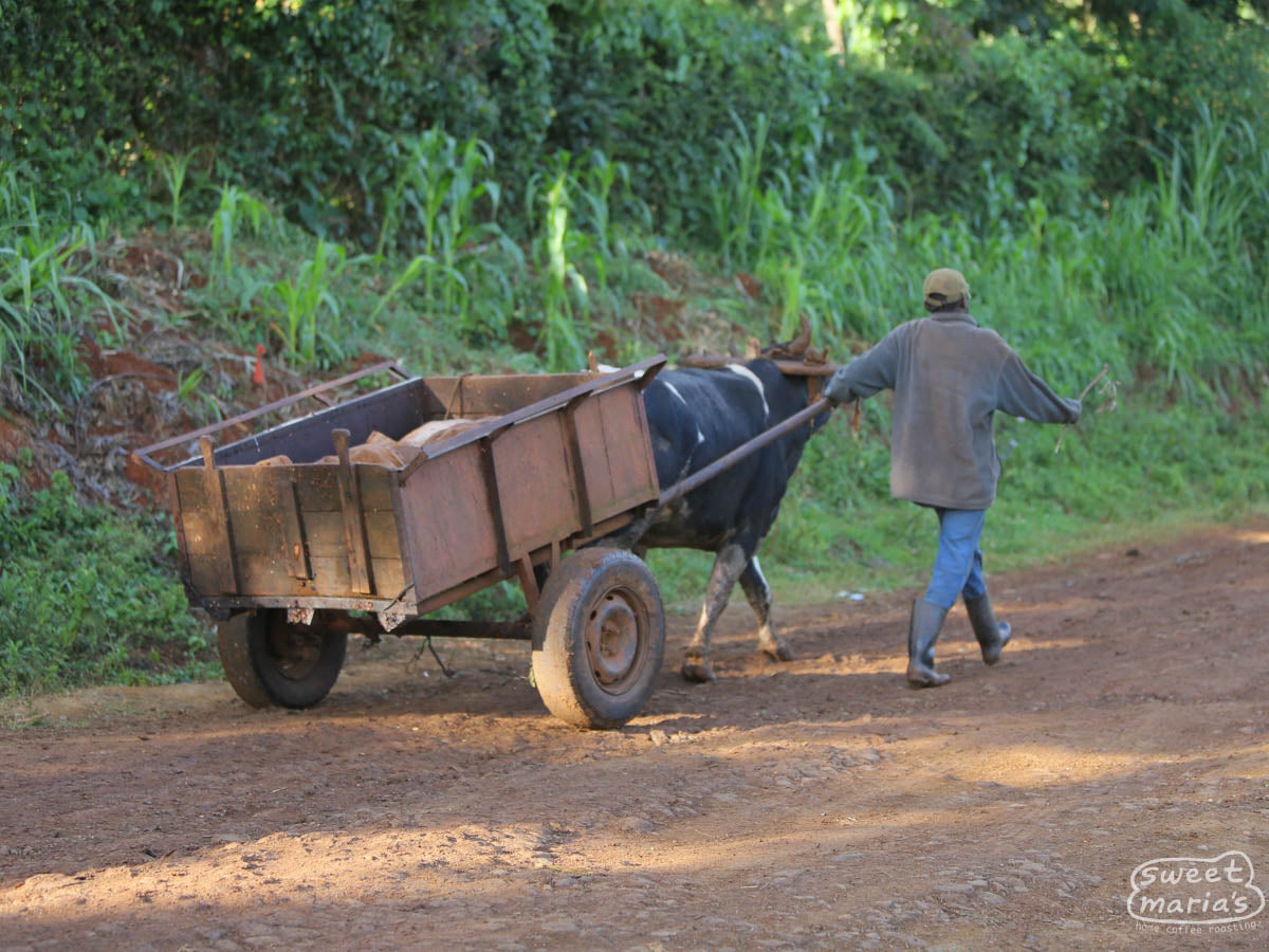  Kirinyaga