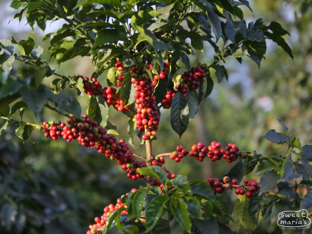 Ripe red coffee cherry growing on a shrub right next to the Kianamui factory in Kirinyaga.