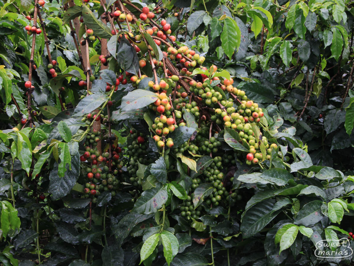 Coffee cherries ripen on a shrub at a Nyeri farm. 