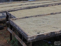  Parchment coffee dries on wood-frame, raised beds at Spike Farm in Kiambu.