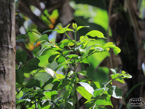 The bright green leaves of a coffee plant glisten in dappled sunlight from the shade canopy overhead. Spike farm, Kiambu, Kenya. 