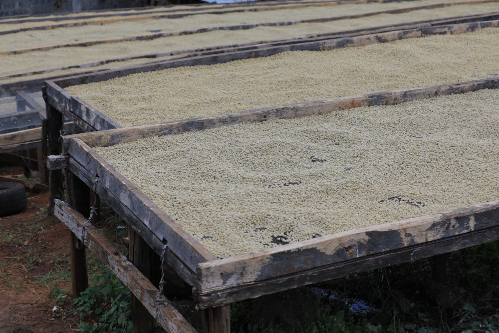  shows us the pulper and cement fermentation tank at Spike coffee farm in Kiambu