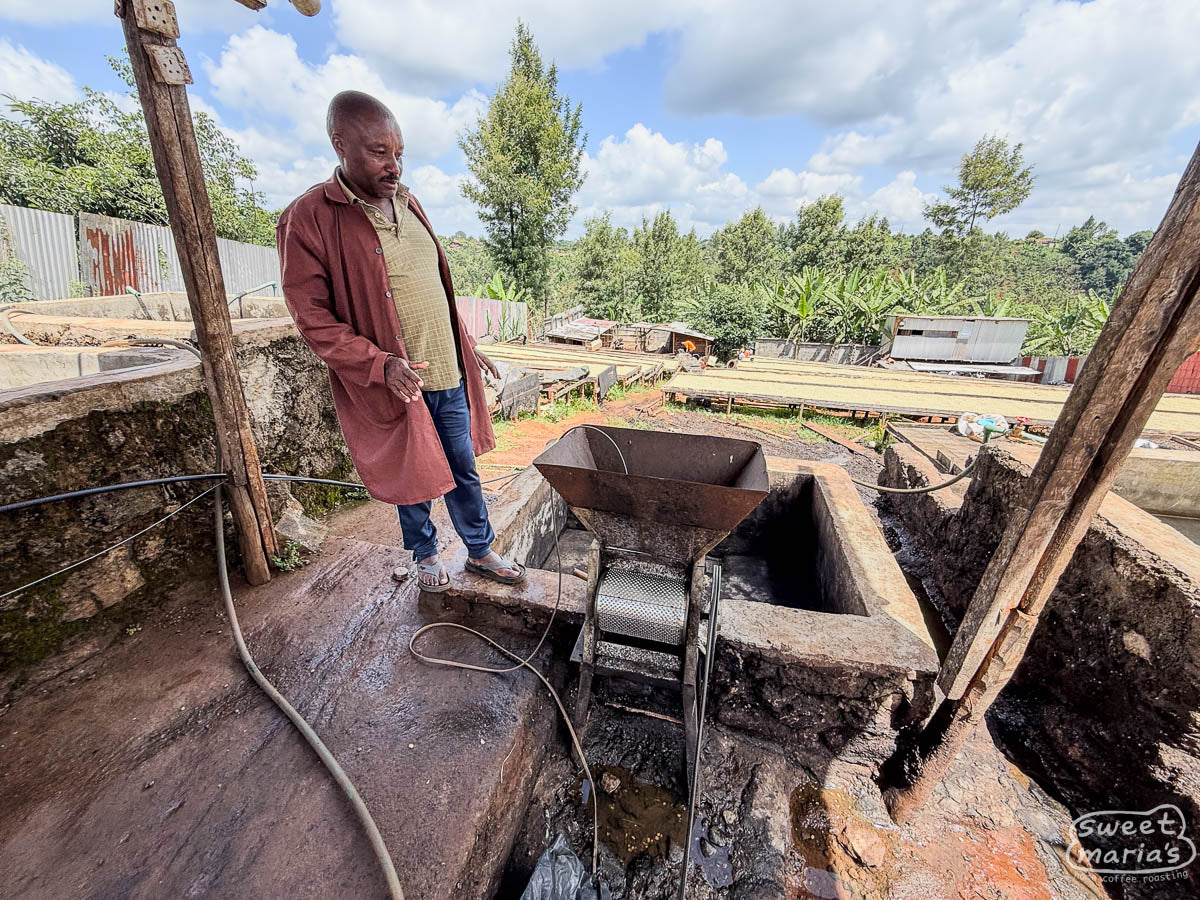 Farm manager Moses surveys the small pulper used at Spike, and coffee dries on raised beds in the background. Kiambu, Kenya.