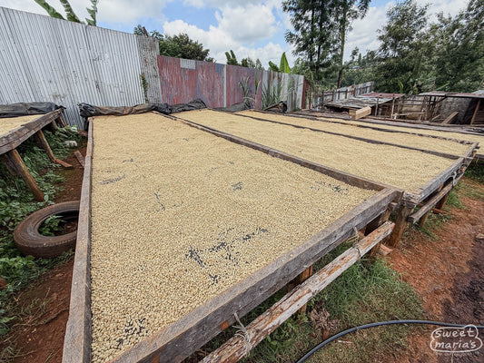 A shot of the sturdy wood-frame drying beds at Spike farm in Kiambu, Kenya.