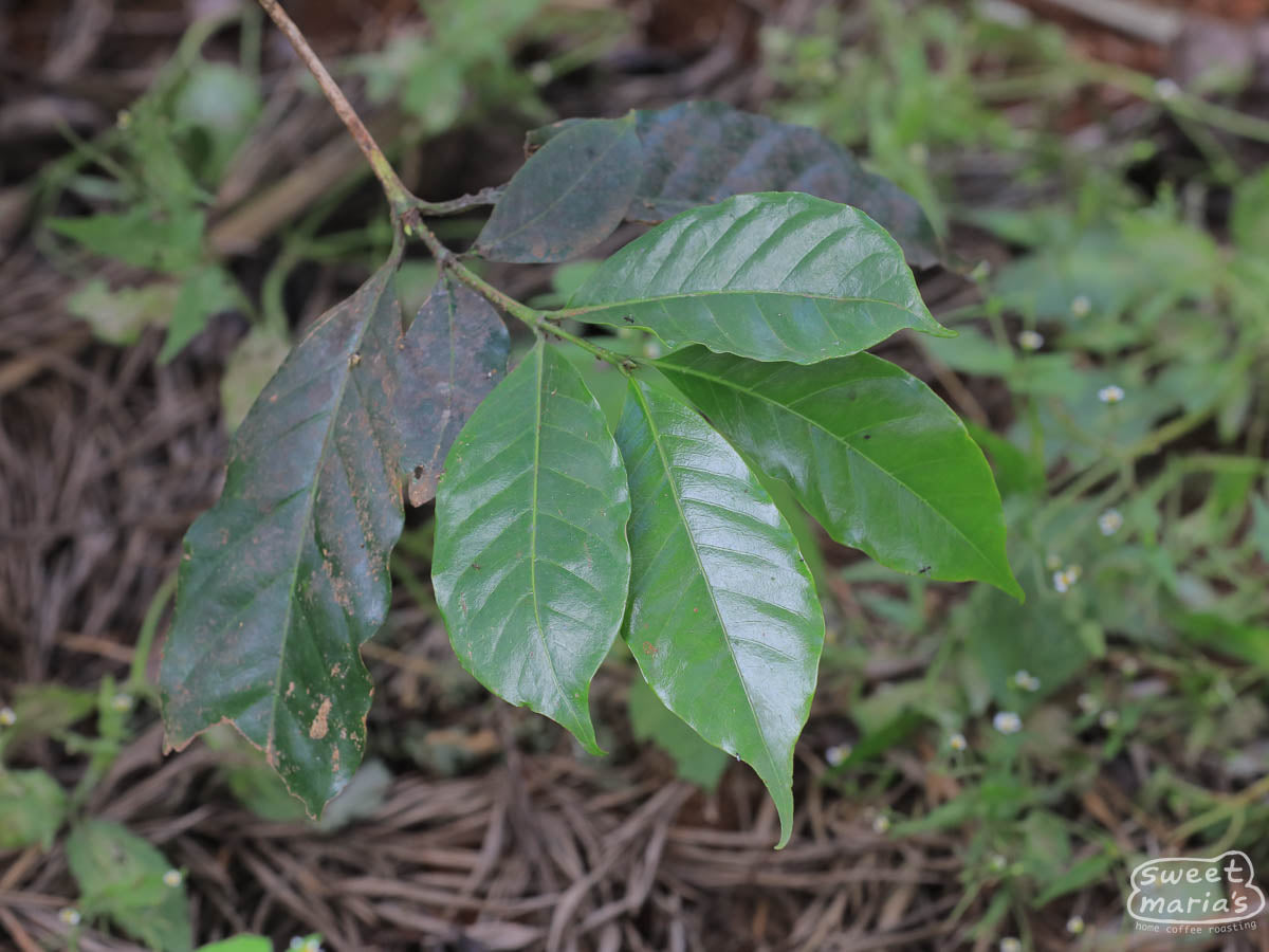 Bright green new foliage on a coffee plant at Spike farm.