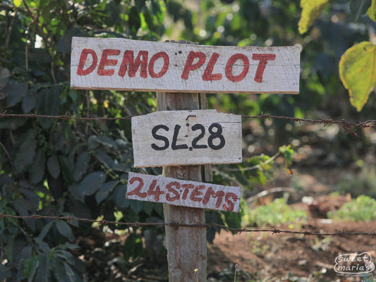 A sign marks a demo plot of SL-28 coffee planted at a Kirinyaga farm (not Kiri).
