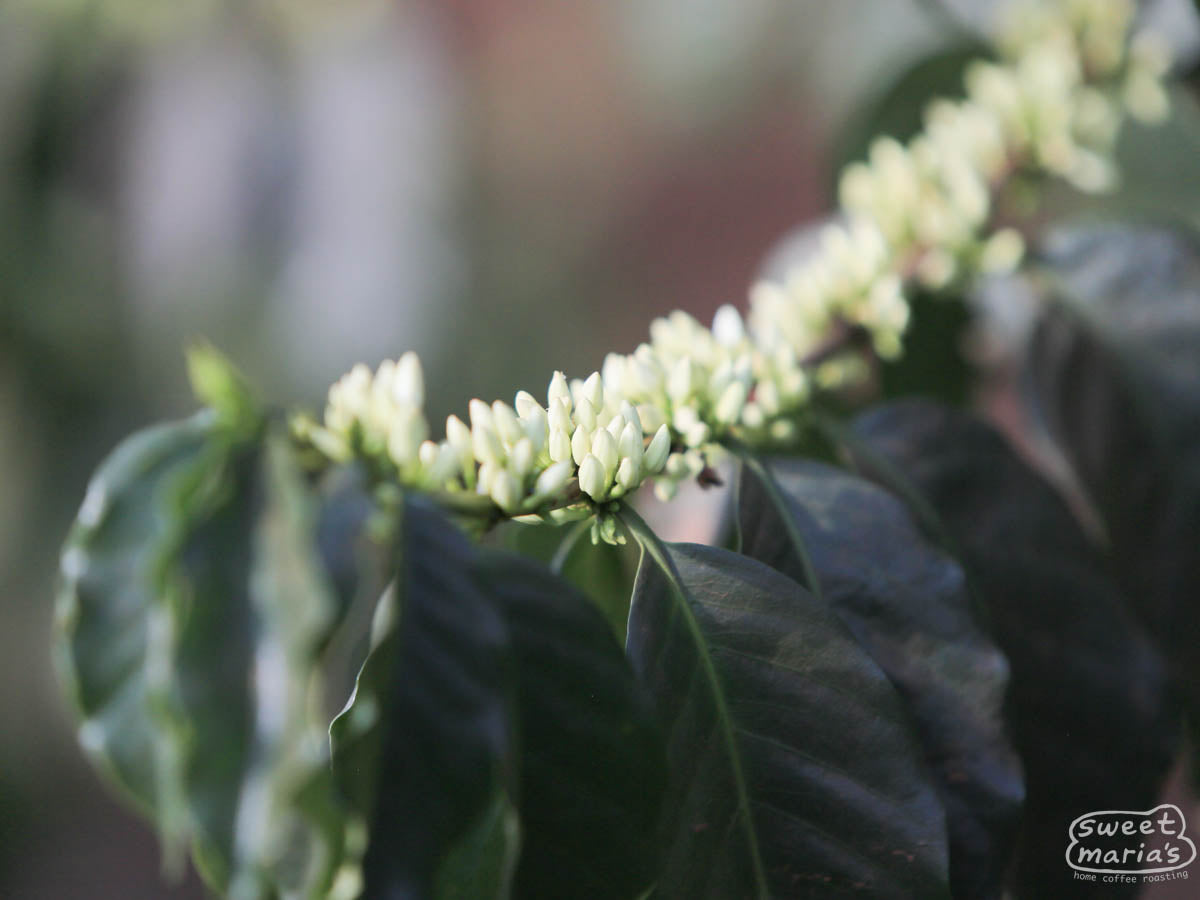 A flowering coffee shrub at a Kirinyaga farm.