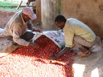 Workers sort through coffee cherries before processing at a site in Nyeri. (Not Burumani - we haven't visited yet).