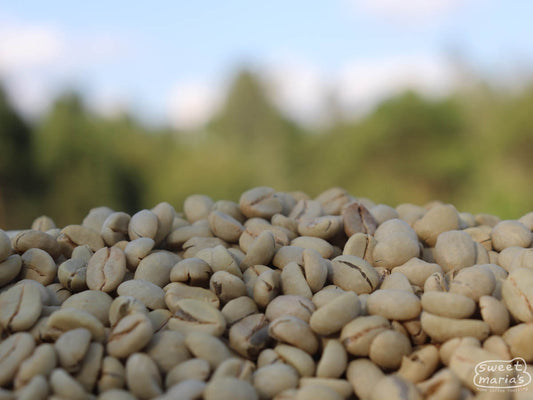 Parchment-covered green coffee on the raised drying beds at Gikirima site in Nyeri, Kenya, one of the sources for this decaf blend.