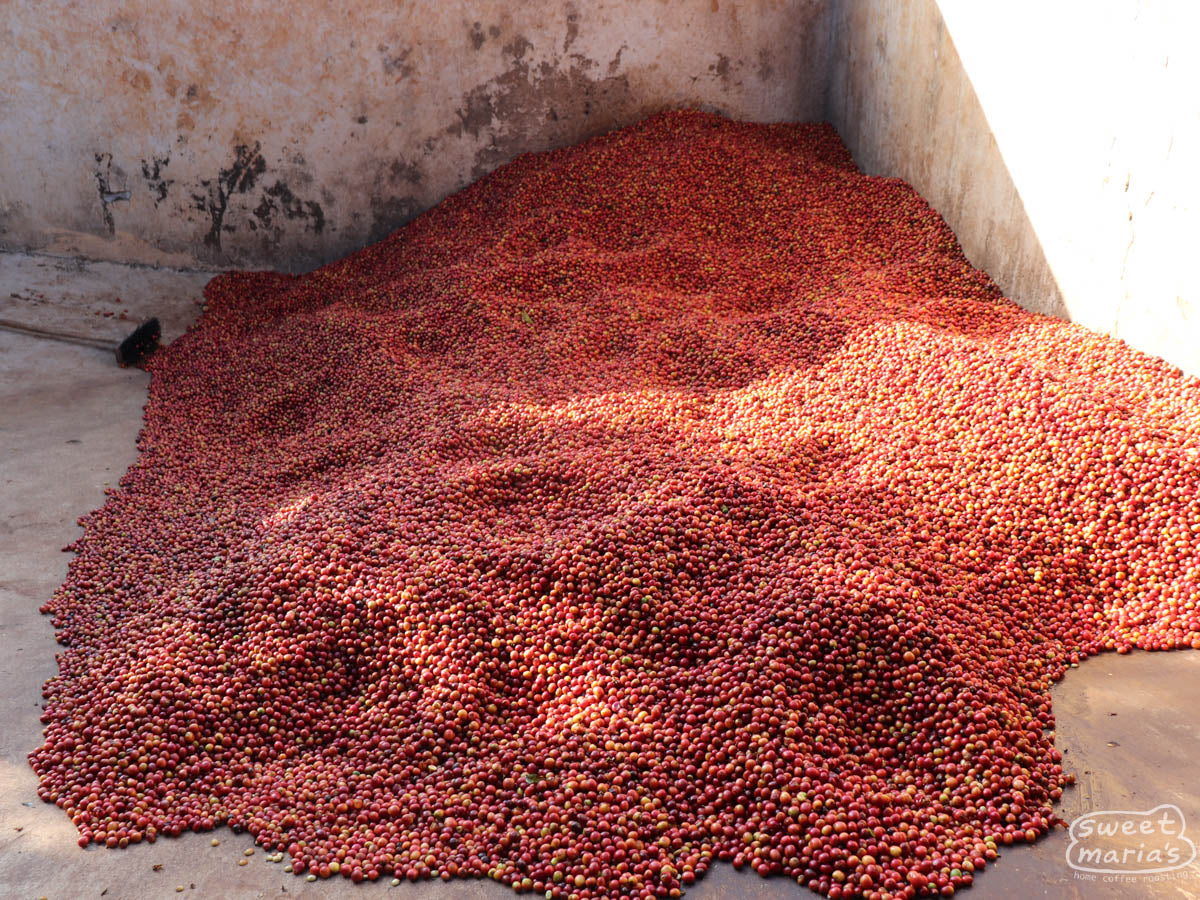 Parchment-covered green coffee on the raised drying beds at Gikirima site in Nyeri, Kenya, one of the sources for this decaf blend.
