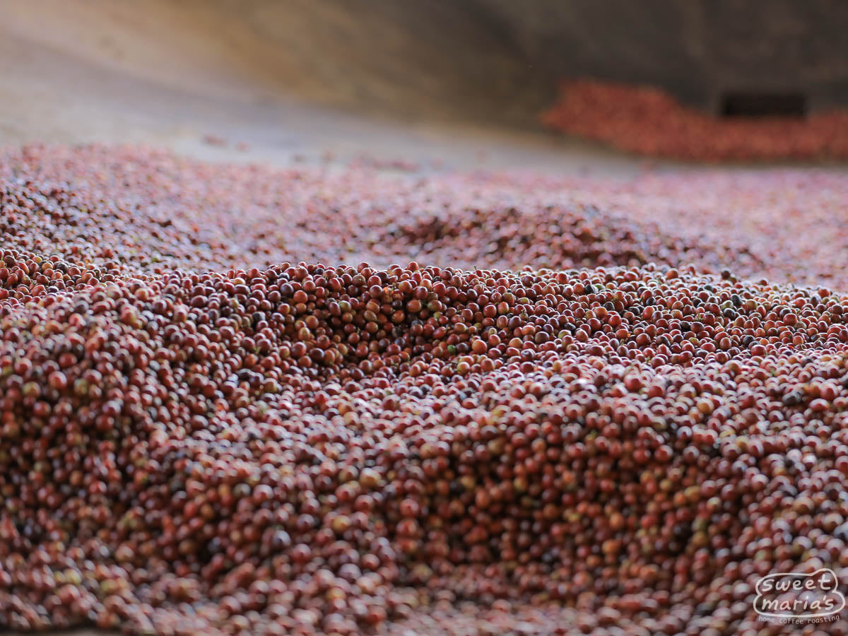  a coffee washing station under the Kiru Farmers Cooperative Society in Muranga
