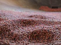  a coffee washing station under the Kiru Farmers Cooperative Society in Muranga