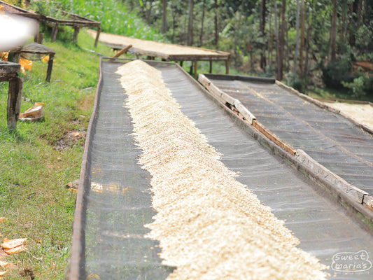 Wet Process coffee is first piled in the center of the beds to drip dry for a few hour before being spread to a thin layer. Kangunu Factory.