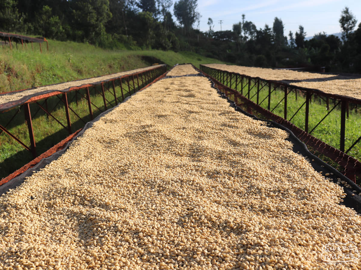 Long, raised drying tables filled with wet parchment coffee at Gathaithi Factory, Nyeri, Kenya.