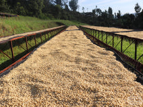 Long, raised drying tables filled with wet parchment coffee at Gathaithi Factory, Nyeri, Kenya.