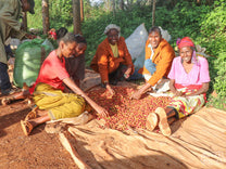 Farmers sort out unripe and overripe cherries before running it through the processing equipment at Gathaithi.