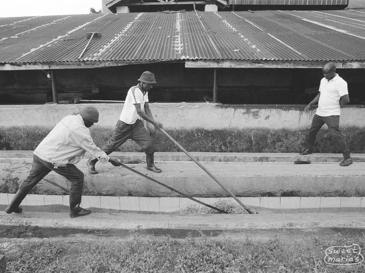 After wet fermentation, workers agitate the coffee in long channels to remove the sticky fruit mucilate. Ndaroini Factory.