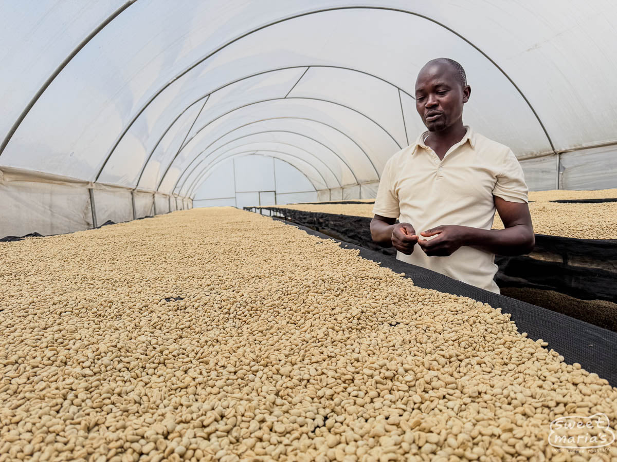  workers agitate the coffee in long channels to remove the sticky fruit mucilate. Ndaroini Factory.