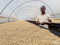  workers agitate the coffee in long channels to remove the sticky fruit mucilate. Ndaroini Factory.