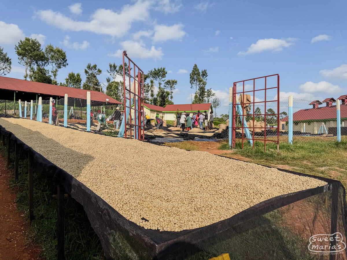 Parchment coffee drying on raised beds at Nyeri coffee Factory. (not Gititu).