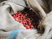 A jute bag holds ripe coffee cherries that harvested earlier that day. Nyeri.
