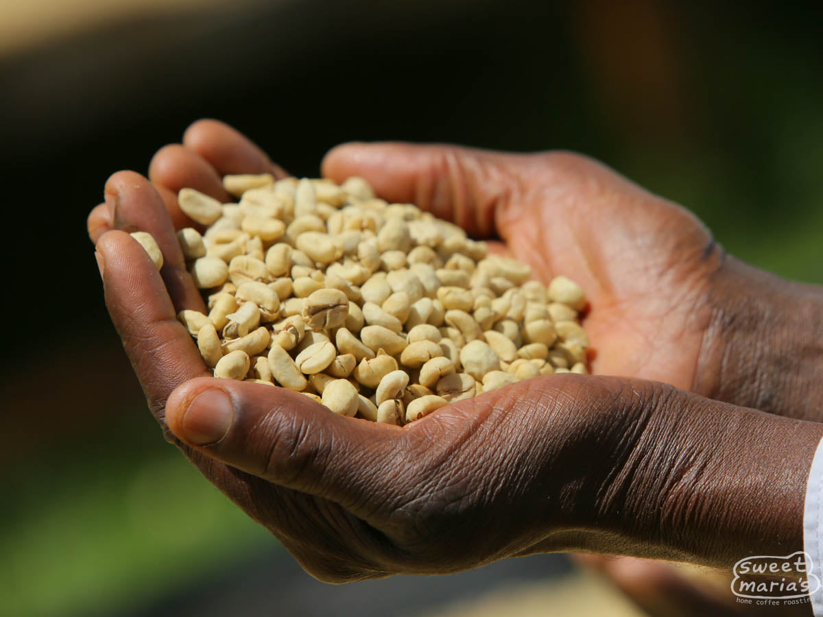  "Othaya Gatuyaini Coffee Factory"
