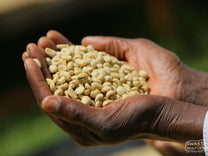 A farmer holds dried green coffee still in parchment at the Gatuyaini Factory in Nyeri region, Kenya.