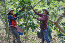 Two farmers pick ripe coffee cherries from a coffee plant at a small farm in Paksong region of Laos.