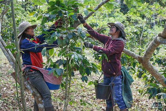 Two farmers pick ripe coffee cherries from a coffee plant at a small farm in Paksong region of Laos.