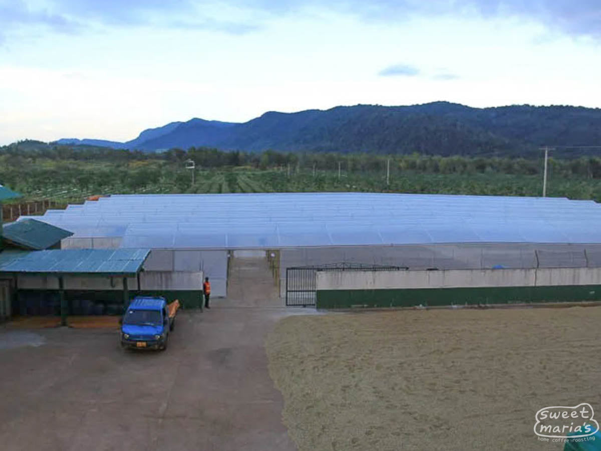 Parchment coffee dries inside a drying room at a farm in Laos.