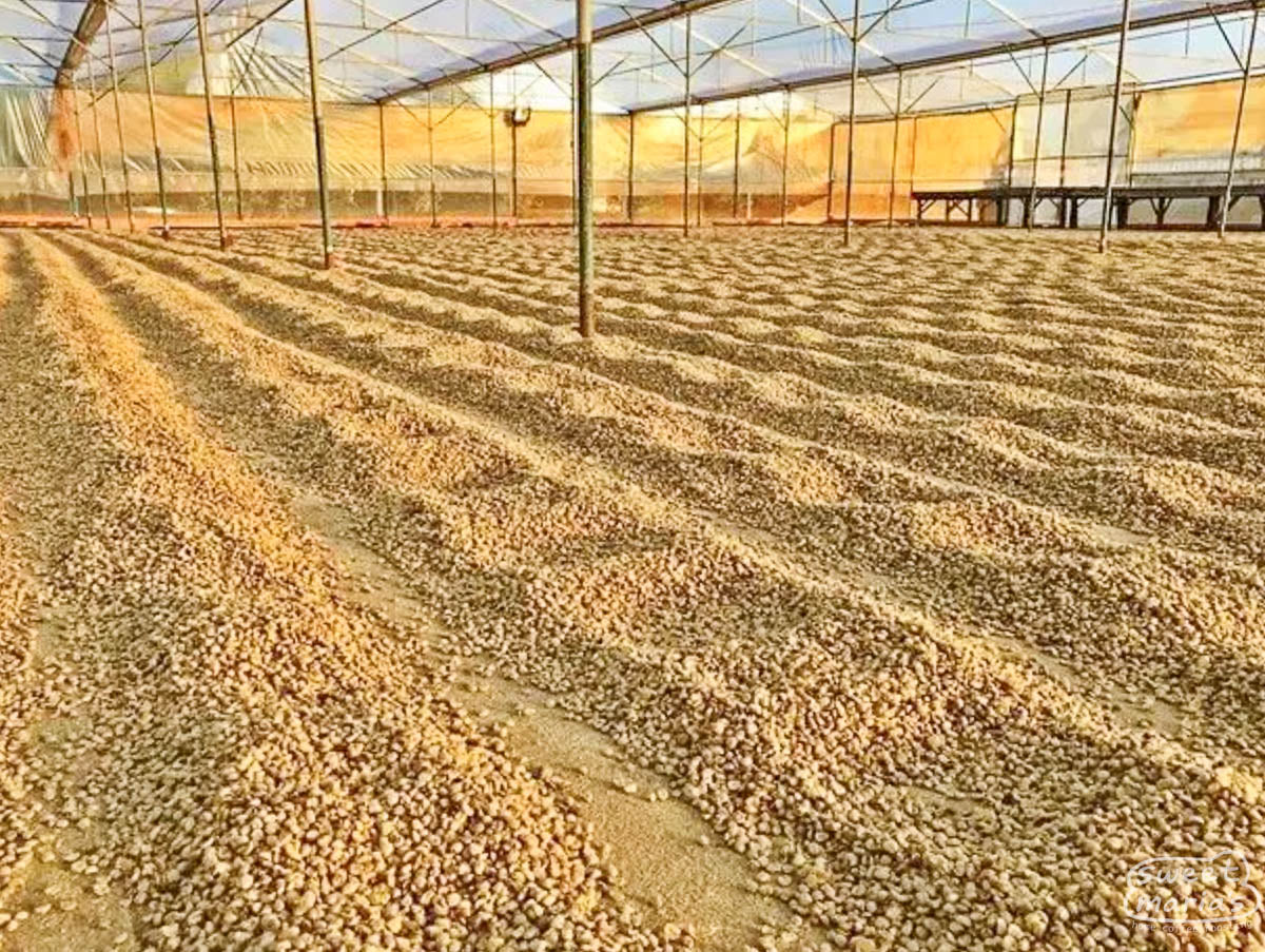 Parchment coffee dries under the cover of a large drying room in Paksong.