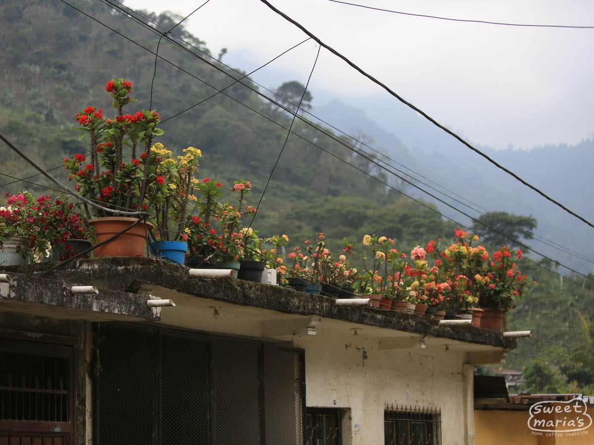Colorful potted flowers bloom atop a cement roof home in Chiapas, with the sloping coffee farms in the background.