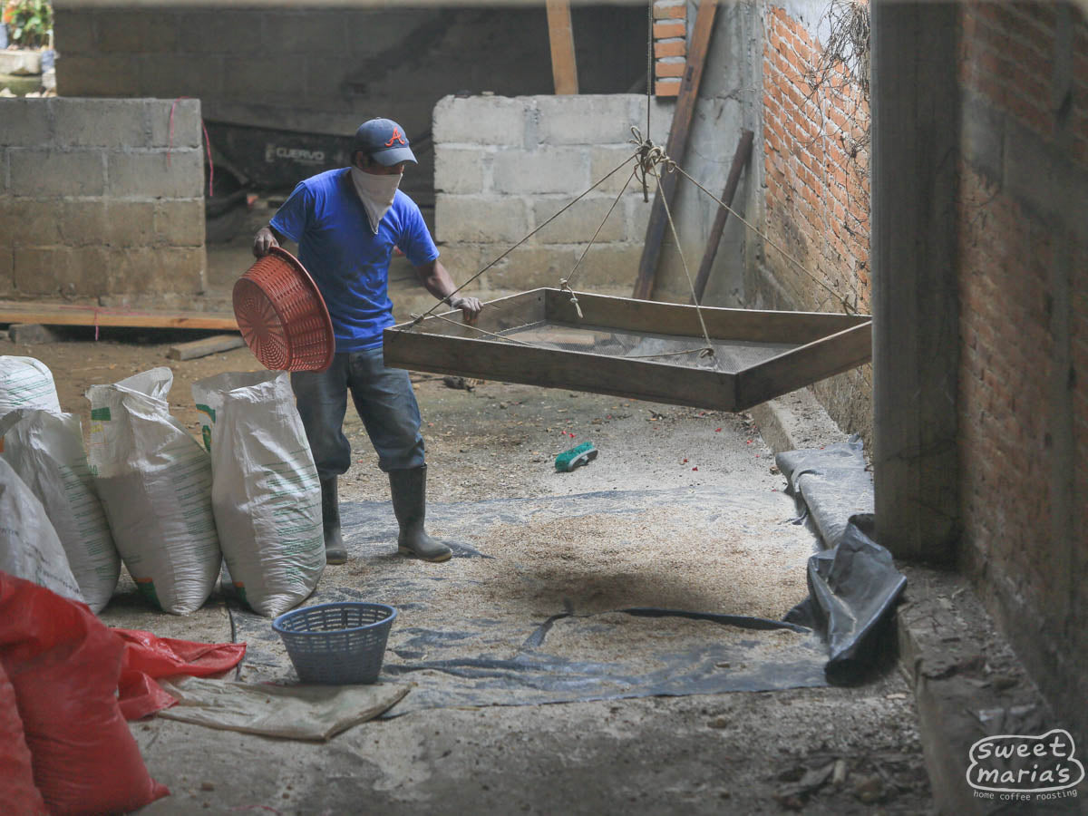A farmer uses a sieve to shake off any small debris from the coffee he's dried on his patios. Chiapas.