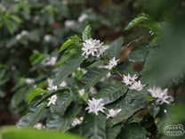 Flowering green coffee plants at a small Chiapas farm. Southern Mexico.