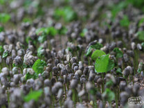 Coffee sprouts in Chiapas. You can see how the seed stretches up on the new shoot from the ground.